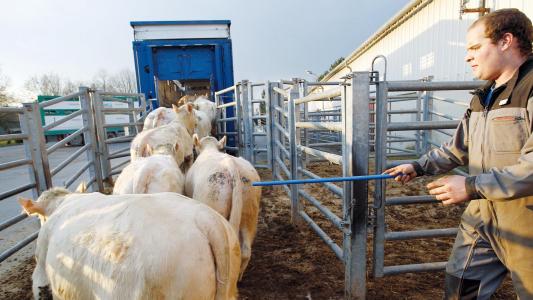 Image Viande bovine