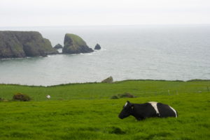 Vache allongée dans un champ surplombant une baie en Irlande.